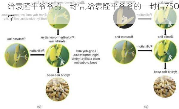 给袁隆平爷爷的一封信,给袁隆平爷爷的一封信75O字-第3张图片-星梦范文网