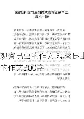 观察昆虫的作文,观察昆虫的作文300字