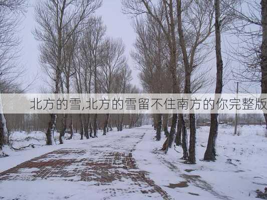 北方的雪,北方的雪留不住南方的你完整版