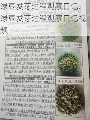 绿豆发芽过程观察日记,绿豆发芽过程观察日记视频