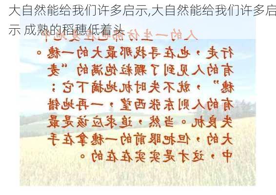 大自然能给我们许多启示,大自然能给我们许多启示 成熟的稻穗低着头-第3张图片-星梦范文网