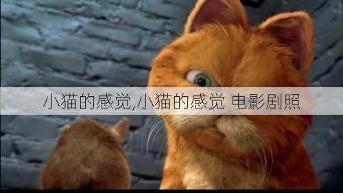 小猫的感觉,小猫的感觉 电影剧照