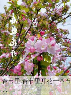 春节里,春节里开花十四五六